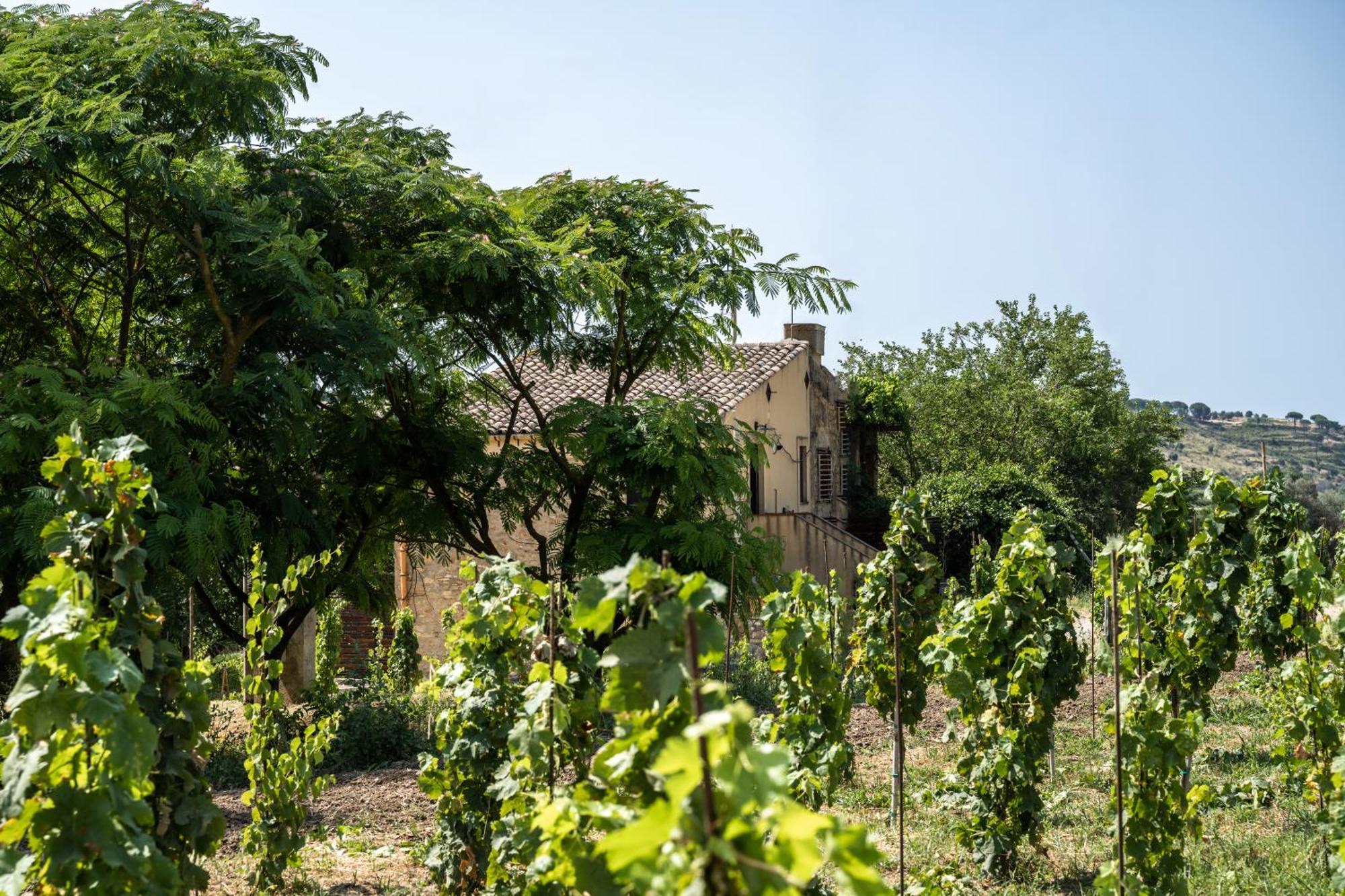 Cottage Immerso Nel Vigneto Caltagirone Ngoại thất bức ảnh